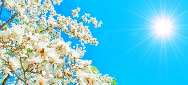 Splendido Albero Magnolia Bianca Piena Fioritura Uno Sfondo Blu Vibrante — Foto Stock
