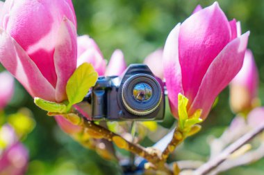 Açık havada pembe manolya çiçekleri arasında bir oyuncak kameranın yakın çekimi. İlkbaharın güzelliğini yakalama fikri.