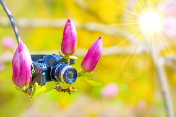 Toy camera replica nestled in-between unopened pink magnolia buds with sun and copy space for text or logo placement.