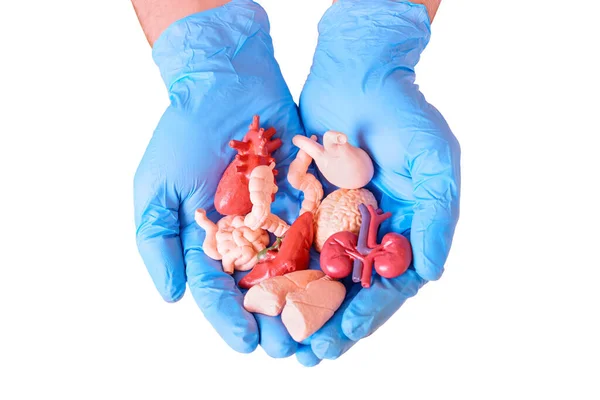 stock image Pair of blue surgical-gloved hands holding miniature anatomical models of essential human organs. Medicine, anatomy, health and donation related background.