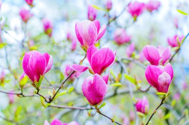 Pembe manolya ağacının çiçeklerinden yapılmış güzel bir çiçek arkaplanı var. Doğa, ilkbahar ve çiçek temalı tasarımlar.