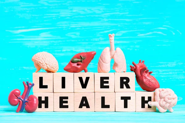 Sformułowanie Liver Health Zapisane Drewnianych Blokach Wraz Miniaturowymi Modelami Anatomicznymi — Zdjęcie stockowe