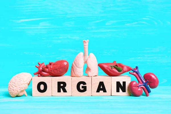 Word Organ Spelled Out Wooden Blocks Surrounded Miniature Anatomical Replicas — Stock Photo, Image