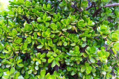 Bir para ağacının (Crassula ovata) parlak yeşil yaprakları, yakın planda yeşillik bitkisi olarak da bilinir. Yapraklar kalın ve etli, pürüzsüz ve parlak bir yüzeyi var. Bitkiler ve bahçıvanlıkla ilgili arka plan.