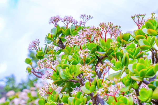Крупный План Денежного Растения Ярко Розовыми Цветами Блестящими Зелеными Листьями — стоковое фото
