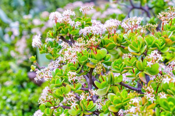 Yeşil Yapraklı Pembe Çiçekli Para Ağacı Bitkisi Seçici Bir Odak — Stok fotoğraf