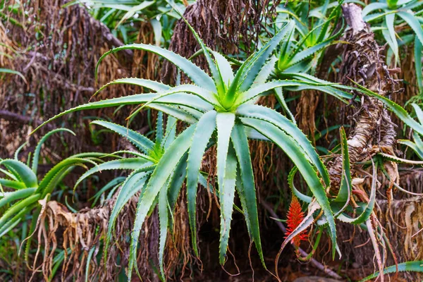 Šťavnaté Aloe Rostlina Nastavit Proti Krásné Zahradní Krajiny Masité Listy — Stock fotografie