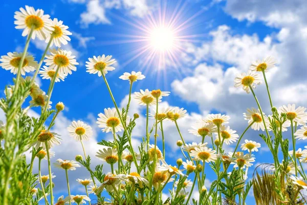 Wide-angle perspective capturing the graceful harmony of blooming daisies, basking in the golden rays of the sun against a serene backdrop of a blue sky adorned with fluffy white clouds.