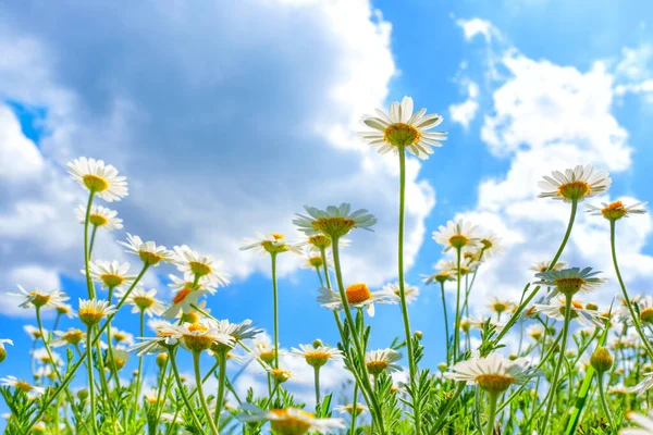 Wide-angle perspective of vibrant daisies come alive against the backdrop of a deep blue sky adorned with billowy white clouds, presenting a breathtaking scene of natural beauty.
