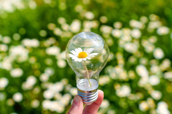 Close-up of light bulb with a blooming daisy nestled inside held gently in a hand isolated on a green meadow background. Symbolism of light and growth.