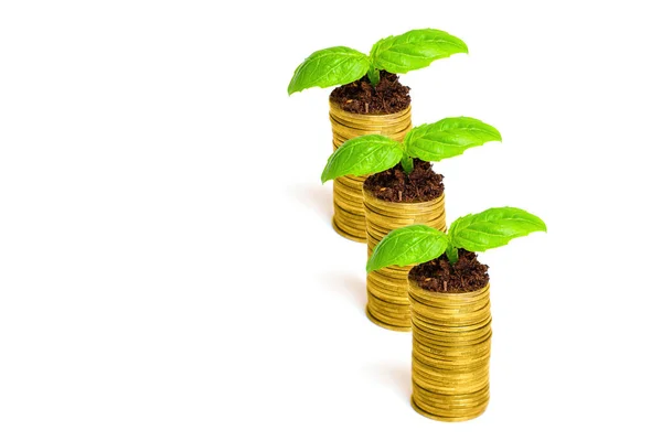 Три Стопки Монет Молодыми Растениями Белом Фоне Концепция Креативных Сбережений — стоковое фото