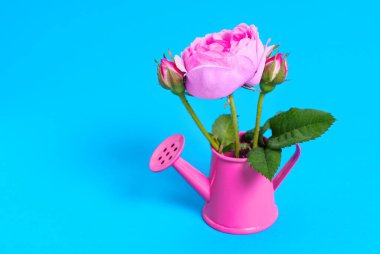 Küçük bir buket çay gülü maviye izole edilmiş küçük pembe bir sulama kutusunu doldurur. Canlı bahçe ile ilgili arkaplan.