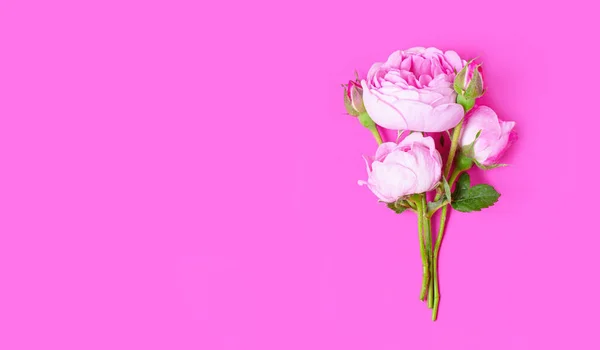 stock image Fragility and Freshness: Tiny blooming roses bouquet isolated on pink background with copy space.