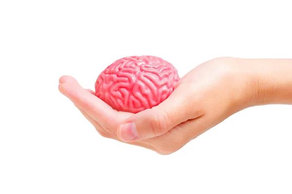 Modelo Anatômico Cérebro Humano Mão Isolado Fundo Branco Conceito Relacionado — Fotografia de Stock
