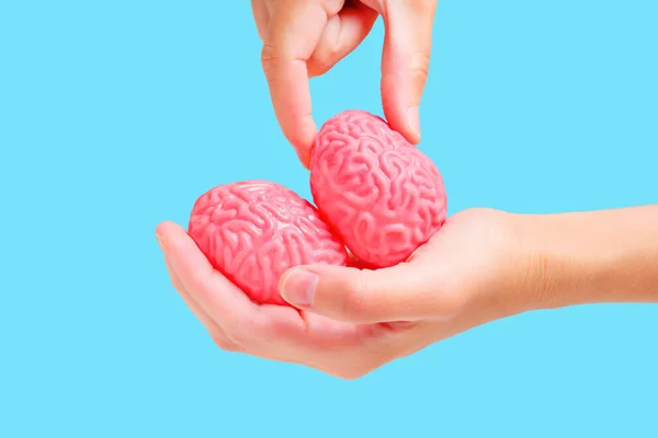 Los Dedos Exprimen Uno Los Dos Modelos Cerebrales Humanos Gelatinosos — Foto de Stock