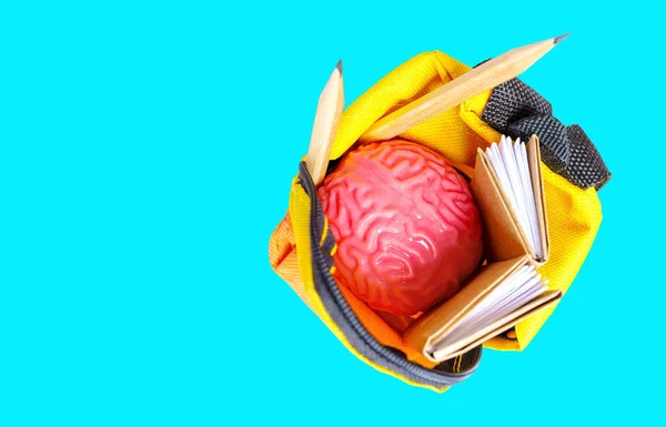 Pink human brain model, tiny books and pencils placed in a miniature vibrant backpack isolated on blue background. Learning and education related concept.