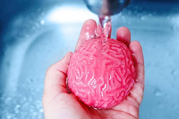 Toy human brain model being washed under a flowing stream of water in a sink. Purification of thoughts and the renewal of mental clarity.