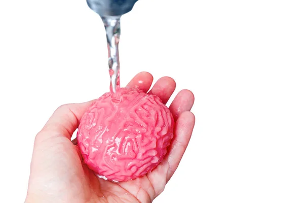 Modelo Gelatinoso Del Cerebro Humano Que Enjuaga Bajo Una Corriente — Foto de Stock