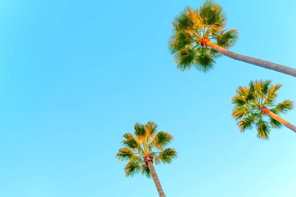 从下面的广角透视 高大的棕榈树优雅地伸展向无限的蓝天 放松和热带天堂背景 — 图库照片