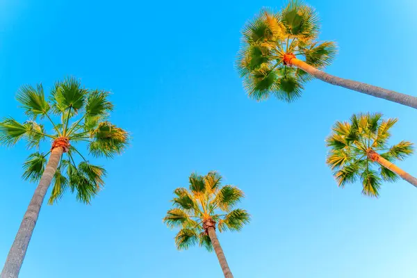 一组高大的棕榈树向蓝天优雅地伸展着宽阔低角的视野 天堂度假背景的漫画书和网站横幅 — 图库照片