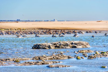Malibu, California 'da okyanus kıyısındaki sığ sularda dinlenen büyük bir kahverengi pelikan grubu..