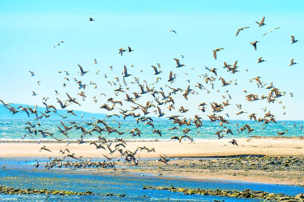 stock image Large flock of brown pelicans gracefully taking flight from the shallow waters along Malibu's coastal paradise.