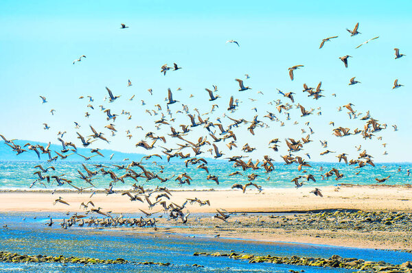 Large flock of brown pelicans gracefully taking flight from the shallow waters along Malibu's coastal paradise.