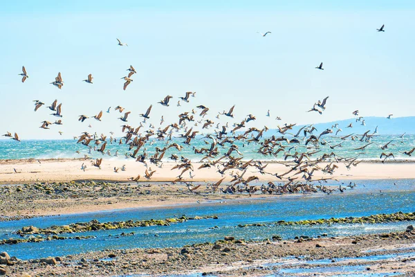 stock image Large flock of brown pelicans gracefully taking flight from the shallow waters along the pristine coastline of Malibu, California.