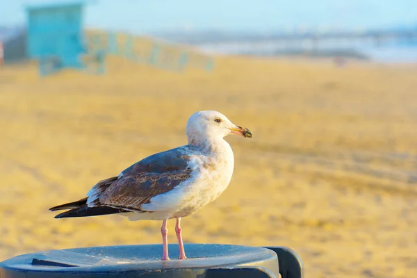 Nahaufnahme Einer Möwe Die Auf Einem Mülleimer Venice Beach Hockt — Stockfoto