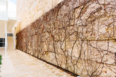 Binanın dış cephesi nadir bulunan pigmentli sarmaşıklarla kaplı..