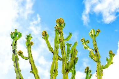 Çiçek açan kaktüsler masmavi gökyüzüne karşı dizilmiş..