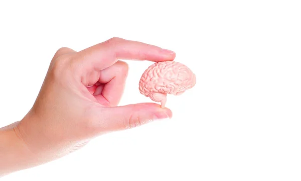Vista Cerca Pellizco Mano Que Sostiene Modelo Cerebral Humano Miniatura — Foto de Stock