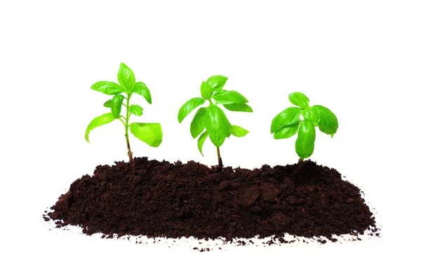 Three Young Basil Plants Soil Pile Isolated White Background — Stock Photo, Image