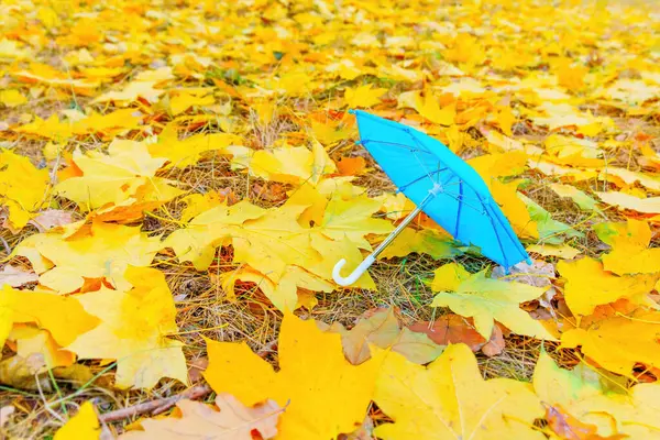 Tiny toy umbrella rests on a cozy carpet of fallen autumn leaves in the forest. Fall season related concept.