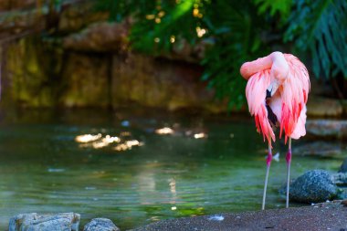 Pembe flamingo, sakin göl kenarındaki tüylerine özenle bakar..