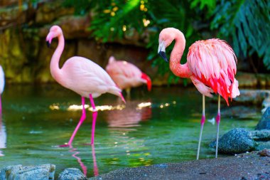 Bir grup pembe flamingo su kenarında toplandı..