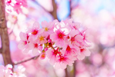 Büyüleyici bir arka plan. Çiçek açmış kiraz çiçeklerinin canlı renkleriyle süslenmiş. Sakura çiçekleri zarafet konsepti.