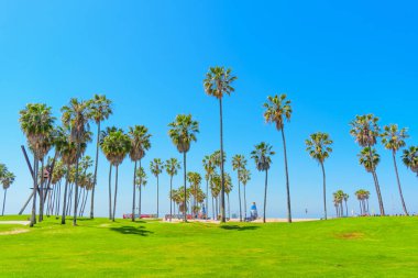 Los Angeles, California - 3 Nisan 2024: Geniş yeşil çimenlikli Venedik Sahili, yüksek palmiye ağaçları ve açık mavi gökyüzü