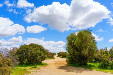 Runyon Kanyon Parkı 'ndaki toprak yürüyüş yolu. Yeşil bitkilerin arasında dolanıyor. Yoğun bulutlu mavi bir gökyüzüne karşı..