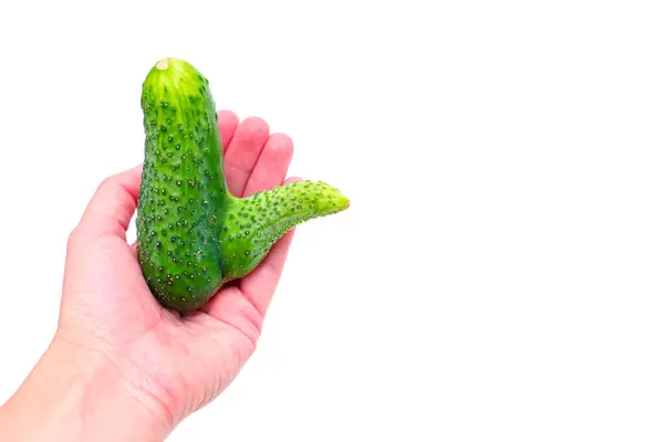 stock image Hand Holding Cucumber with Penis-Shaped Deformation on White Background