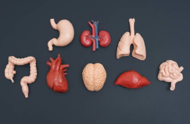 Siyah Üzerine İzole Edilmiş İnsan Organları Anatomik Modeller Koleksiyonu