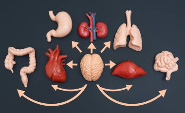 Oklu İnsan Organları Anatomik Modelleri