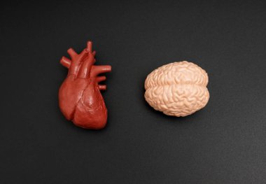İnsan beyninin anatomik modeli ve karanlık bir arka plana yerleştirilmiş bir kalp, zihin ve duygular arasındaki bağlantıyı gösteriyor..