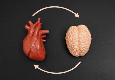 Siyah zemin üzerinde beyin ve kalbin anatomik modeli, kavisli oklarla birbirine bağlanmış, geri besleme döngüsünü sembolize ediyor..