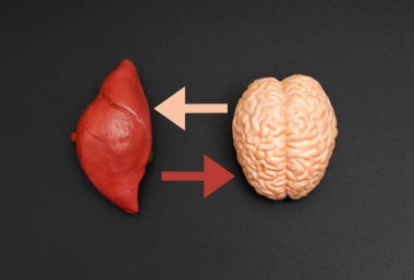 Siyah yüzeye yerleştirilmiş insan organlarının minyatür anatomik kopyalarıyla beyin-karaciğer bağlantısı diyagramı.