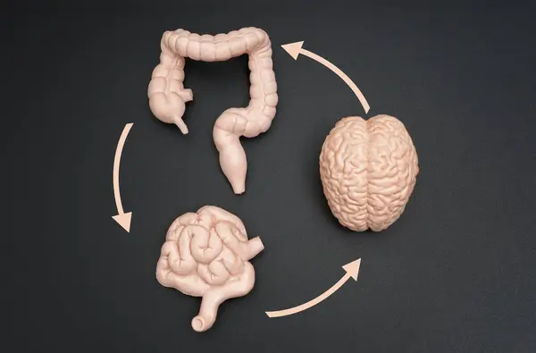 stock image Conceptual illustration of brain-gut interaction, showing realistic brain, intestine, and colon models connected by circular arrows on a dark background.