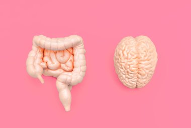 Anatomik beyin ve bağırsak modelleri pembe arka planda yan yana yerleştirilmiş. Zihin-bağırsağı ilişki kavramı.