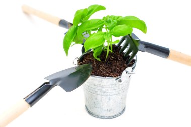 Basil plant in a small metal pot with soil, accompanied by gardening tools, isolated on a white background. Miniature kitchen garden concept. clipart