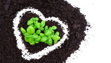 Beyaz Arkaplanda Topraklı Kalp Biçimli Basil Bitkisi