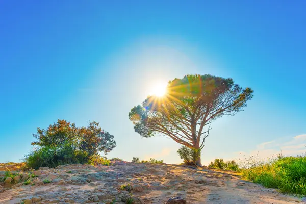 stock image Wisdom Tree Basking In Morning Sun in LA